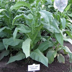 Gold Leaf Orinoco, Tobacco Seed